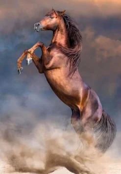 Bissolo Casa Puzzle 500 Pezzi<CLEMENTONI HQC - PUZZLE 500 PEZZI WILD RED STALLION: vendita online CLEMENTONI HQC - PUZZLE 500 PEZZI WILD RED STALLION in offerta