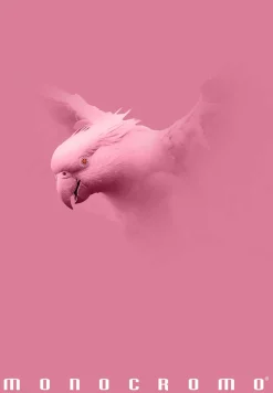 Bissolo Casa Quaderni E Blocchi Quaderni<PIGNA - QUADERNO MAXI MONOCROMO PINK 38 FOGLI A4 QUADRETTI ASS.: vendita online PIGNA - QUADERNO MAXI MONOCROMO PINK 38 FOGLI A4 QUADRETTI ASS. in offerta