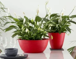 Bissolo Casa Vasi<Vendita online di CIOTOLA PAGLIA DIAM. 40 ROSSO CORALLO