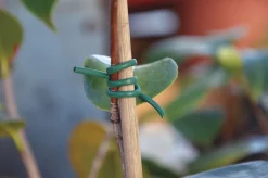 Bissolo Casa Articoli Per Giardinaggio<Vendita online di LEGACCIO VERDE PVC 500GR