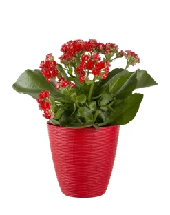 Bissolo Casa Vasi<Vendita online di PORTAVASO PAGLIA DIAM. 14 ROSSO CORALLO