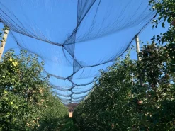 Bissolo Casa Serre<Vendita online di RETE ANTIGRANDINE 2X10MT VERDE