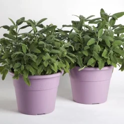 Bissolo Casa Vasi<Vendita online di VASO HEDERA DIAM. 20 H. 15 LAVANDA