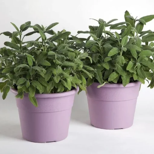 Bissolo Casa Vasi<Vendita online di VASO HEDERA DIAM. 20 H. 15 LAVANDA